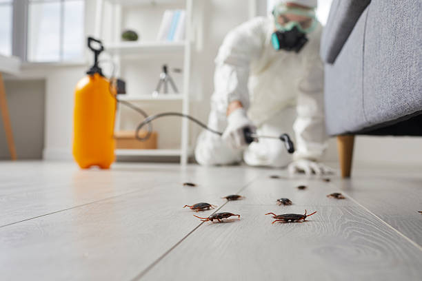 Post-Treatment Bed Bug Interceptor Monitoring in Encantada-Ranchito-El Calaboz